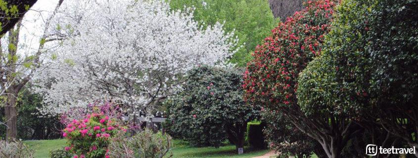 Ruta de la Camelia: Pazos y Jardines en las Rías Baixas